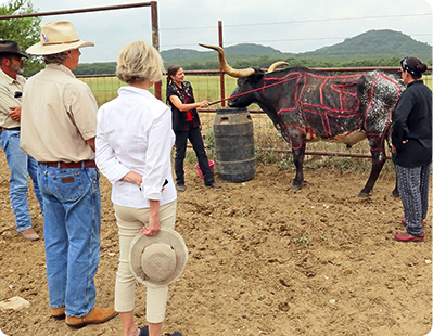Woman pointing to beef carcass muscle groups for demonstration to ranchers, chef and caterer.